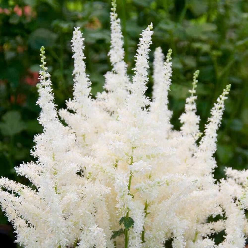 Astilbe 'Close Harmony'